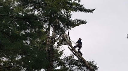 Paradise Valley Tree Service